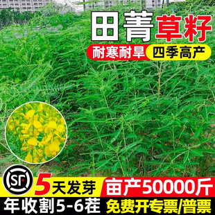 田菁种子碱青涝豆果园绿肥草种子紫色田箐种籽四季牧草籽田青子