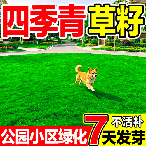 四季青草籽发芽率高公园小区绿化