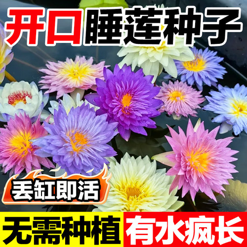 睡莲种子无需种植有水疯长