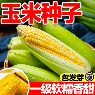 玉米种子黄糯高产新鲜大棒四季甜糯玉米非转基因粘糯米白玉米种子