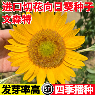 文森特II 精选 橙色黑芯清新盆栽鲜花日本进口切花向日葵种子