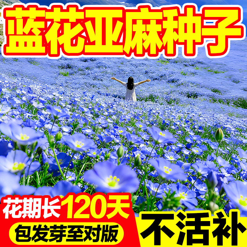 蓝花亚麻种子宿根花籽太阳花种籽野花组合多年生一年四季开不断播