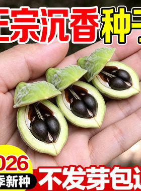 正宗奇楠沉香种香料原料结香稳定