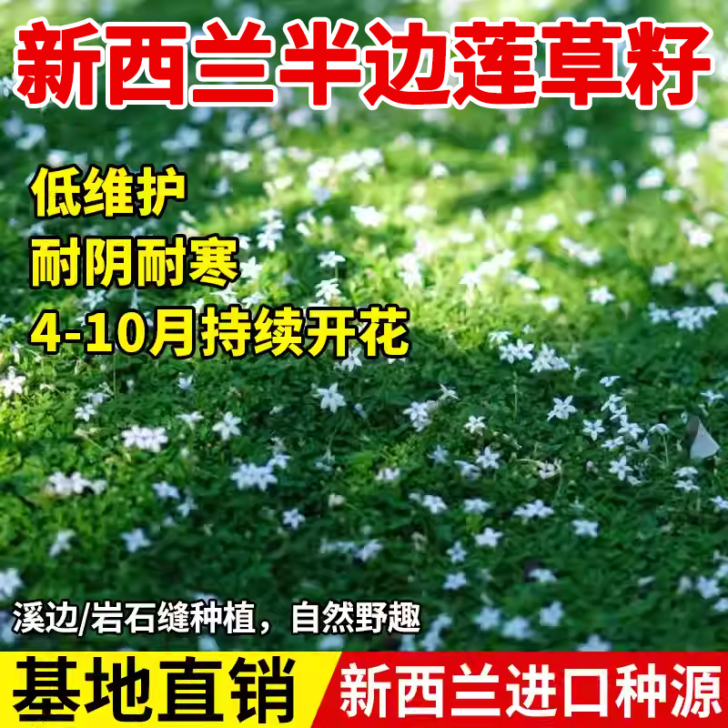 新西兰半边莲草籽耐热耐旱芽率高