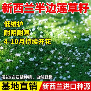 新西兰半边莲草籽花苗种耐热耐寒耐踩踏庭院绿化植物四季常绿草坪