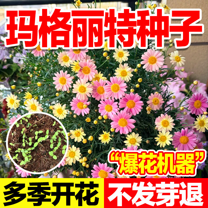 玛格丽特种子发芽率高爆花机器图片