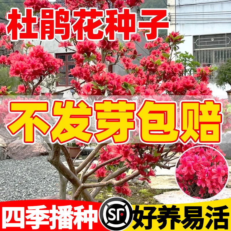 杜鹃花种子 花卉种子 映山红种子 一品红种子 盆栽阳台观赏植物,鲜花速递/花卉仿真/绿植园艺,家庭园艺种子,淘宝优惠券,粉丝福利购,淘宝优惠卷