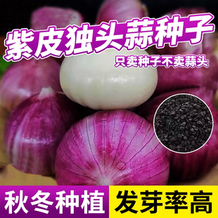 紫皮独头蒜种子红根蒜苗种孑四季种植蒜苔盆栽蔬菜种农家大蒜种籽