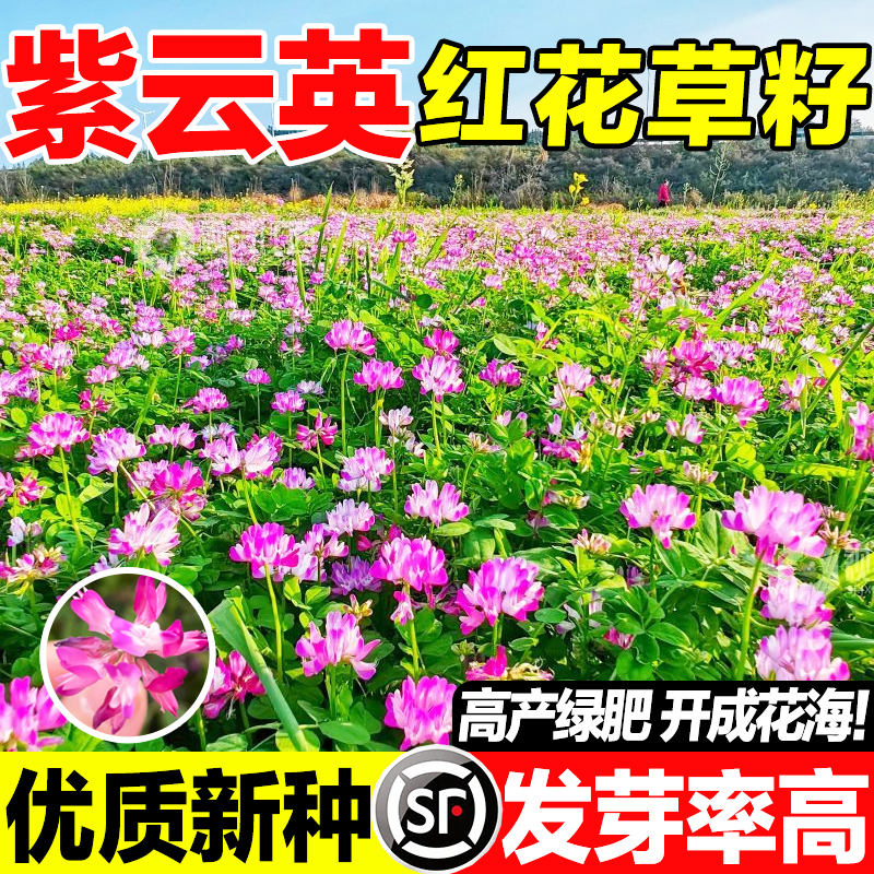 紫云英红花草籽优质新种发芽率高