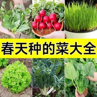 春播蔬菜种子孑种籽各种适合春天种的菜籽菠菜生菜快菜番茄香菜葱