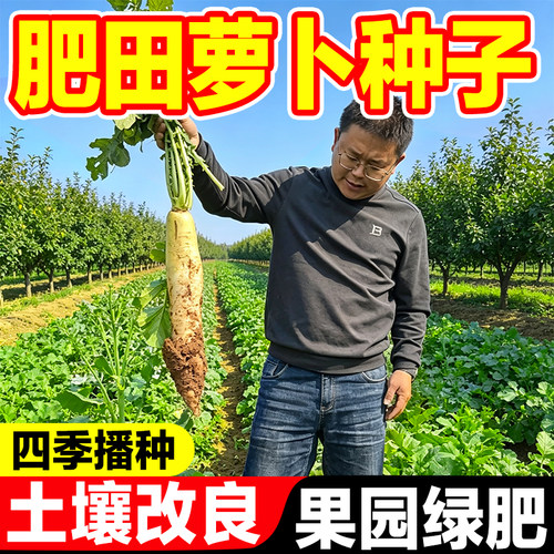 肥田萝卜种子果园绿肥改善土壤