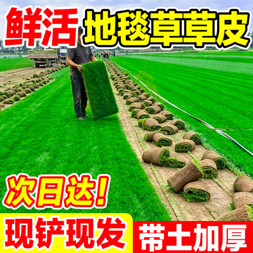 地毯草草皮带土真草坪不活包补发