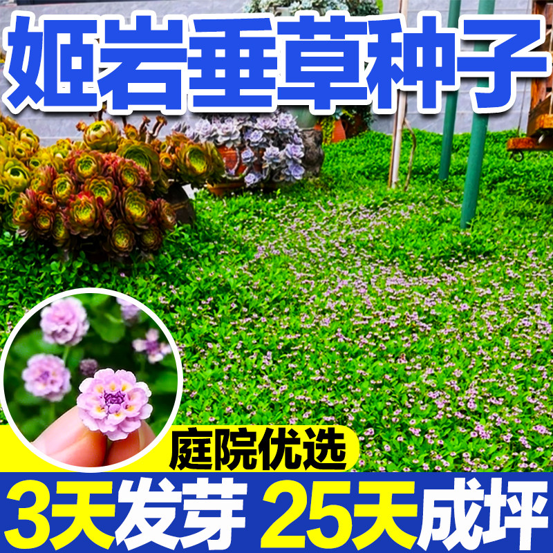 姬岩垂草种子耐踩踏耐寒旱低维护好养植庭院花境别墅花园匍匐草坪