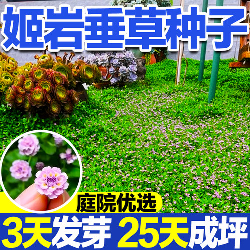 姬岩垂草种庭院易种30天成坪