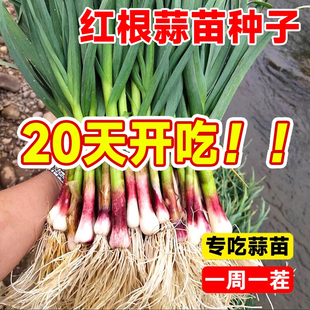 红根蒜苗种蒜苗种子农家蔬菜阳台盆栽大蒜种籽四季宽叶紫皮独头蒜