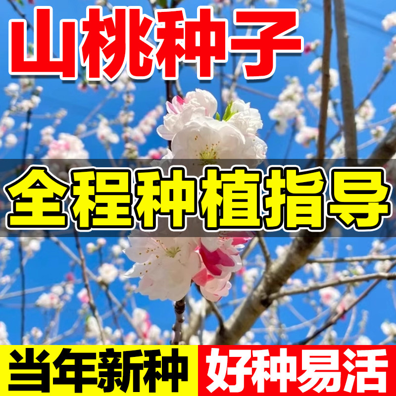 山桃种子四季种易活阳台庭院观赏果树苗桃树种籽新采野生山桃种子