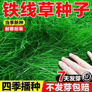 铁线草草种子耐旱耐热多年生草子天堂草四季庭院易播种巴根草草籽
