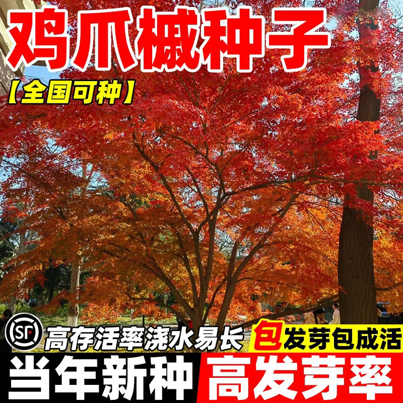 鸡爪槭种子当年新种高发芽率