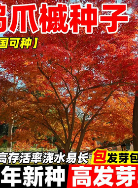 鸡爪槭种子当年新种高发芽率