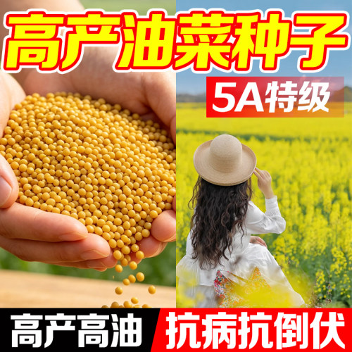 油菜种子高产高油四季播种抗倒伏