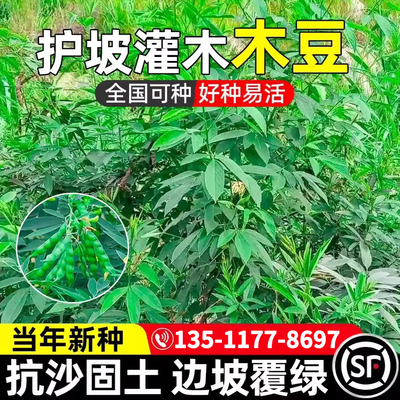 木豆种子抗沙固土边坡复绿