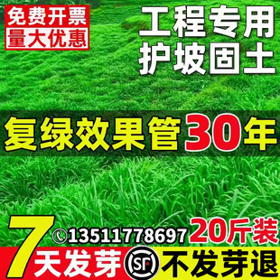边坡绿化草坪草籽免修剪黑麦草高羊茅籽四季常青护坡固土耐寒耐旱