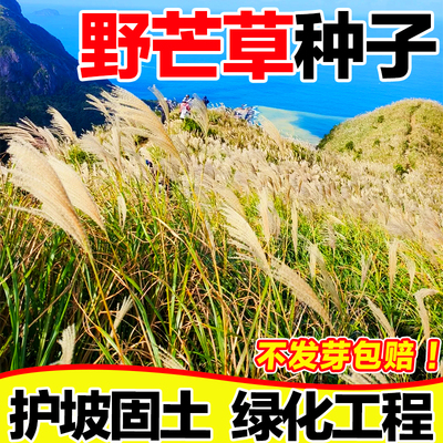 野芒草种子护坡固土绿化工程