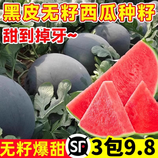 高产无籽西瓜种子春夏季种植水果超甜黄心瓜黄肉西瓜无籽黑皮黄瓤