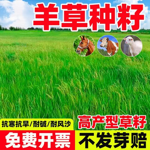 羊草种籽耐寒耐旱高产型草籽