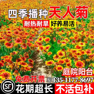 天人菊花种籽大花公园花海景区花籽多年生宿根耐寒花种子多季开花