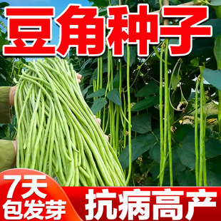 豆角种子四季豆角苗豆种无架豆角芸豆苗秧豇豆四季豆蔬菜种籽大全