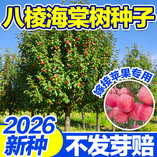 八棱海棠种子海棠花种子海棠籽嫁接苹果砧林木种子八棱海棠树种子