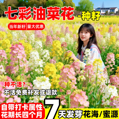 彩色油菜花种子当季新种发芽率高