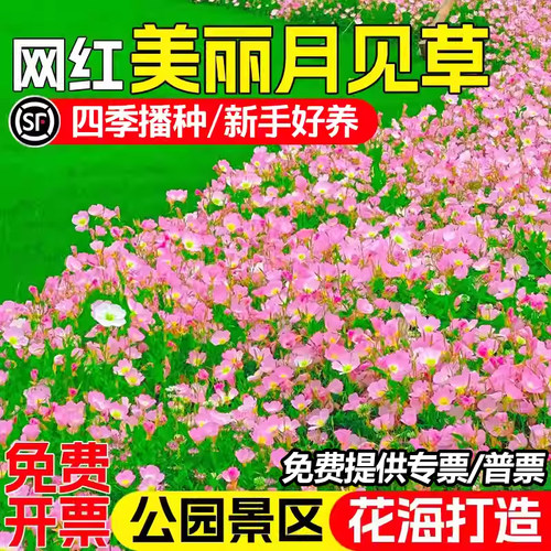 美丽月见草花种籽包对版花期长