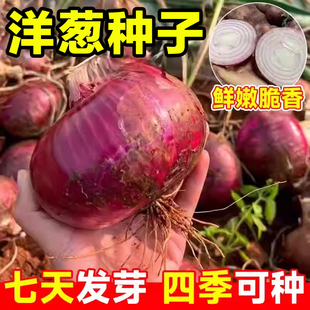 洋葱种子水果红皮洋葱种籽可以生吃的水果洋葱特大高产秋季种子籽
