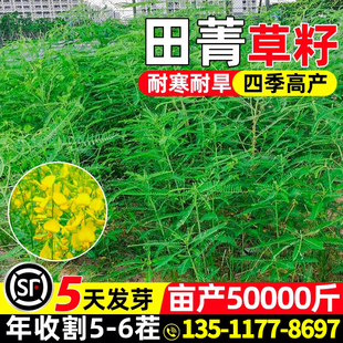 田菁种子碱青涝豆果园绿肥草种子紫色田箐种籽四季牧草籽田青子