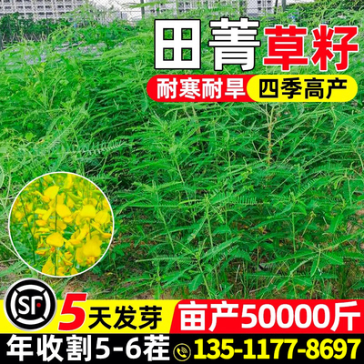 田菁种子耐寒耐旱四季高产