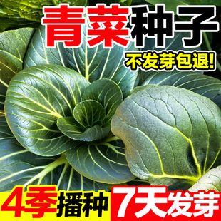 青菜种子冬季蔬菜种籽大全菠菜菜籽孑适合冬天9月份九月秋季种的