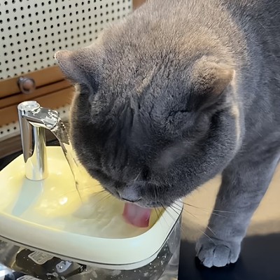 自动循环恒温加热静音猫狗饮水机