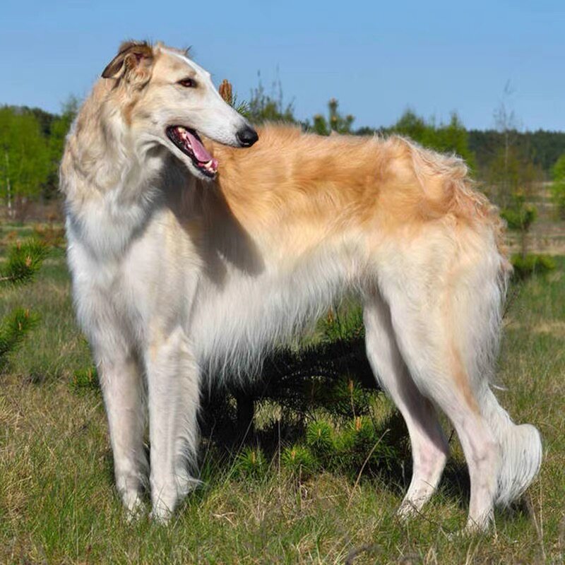 苏俄猎狼幼犬纯种宠物活体纯白烟灰色花色黑黄白色波索尔皇家猎犬