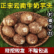 云南高山牛奶小芋头粉糯香甜新鲜现挖9斤牛奶芋头小香芋小毛芋