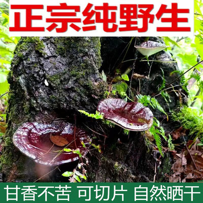 广西深山正宗纯野生灵芝干货250g整朵可切片泡酒长腿紫黑灵芝不苦