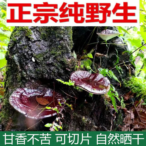 广西深山正宗纯野生灵芝干货250g整朵可切片泡酒长腿紫黑灵芝不苦 - 封面