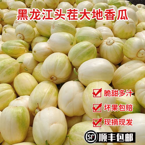 东北香瓜白糖罐香瓜甜瓜京密香瓜黑龙江香瓜水果现摘3斤5斤包邮