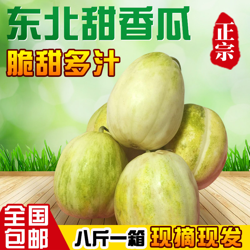东北甜香瓜 农家种植京蜜脆甜小香瓜新鲜水果甜瓜8斤现摘现发包邮