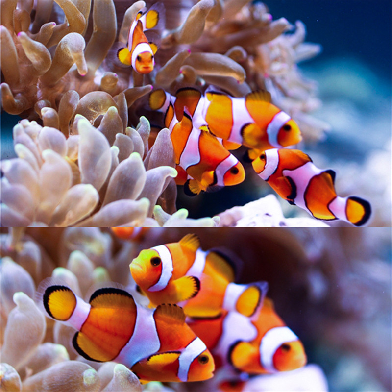 小丑鱼活物宠物活鱼尼莫水母海水观赏热带鱼海洋小宠物珊瑚海葵鱼