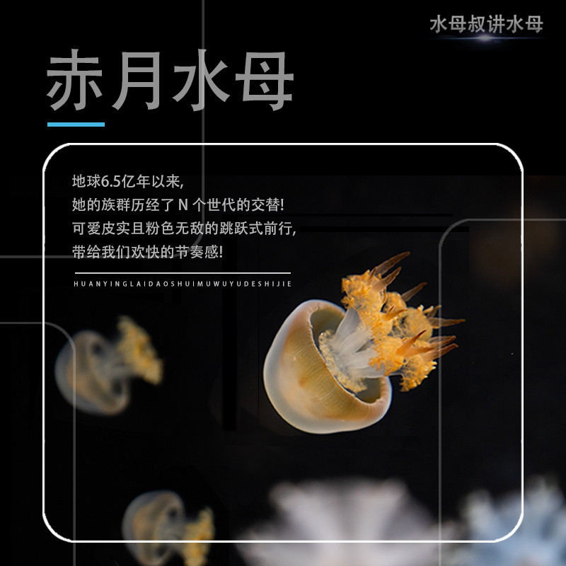 赤月水母活体宠物发光瓶火箭小水母海蜇苗海水观赏鱼学生宿舍水母