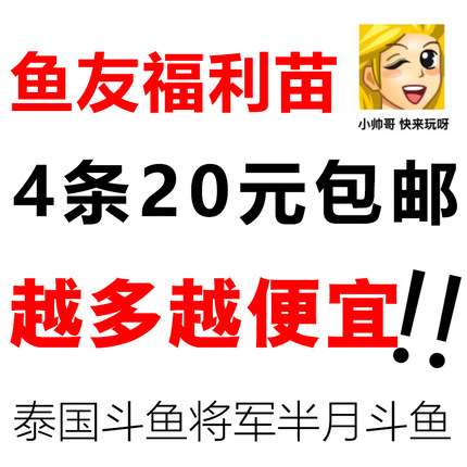 泰国斗鱼活体练手将军宠物鱼淡水好养稀有精品小型热带观赏鱼