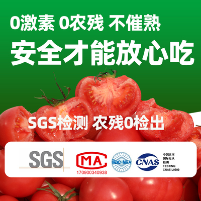 0激素 SGS农残0检出非转基因自然成熟西红柿番茄孕妇宝宝普罗旺斯