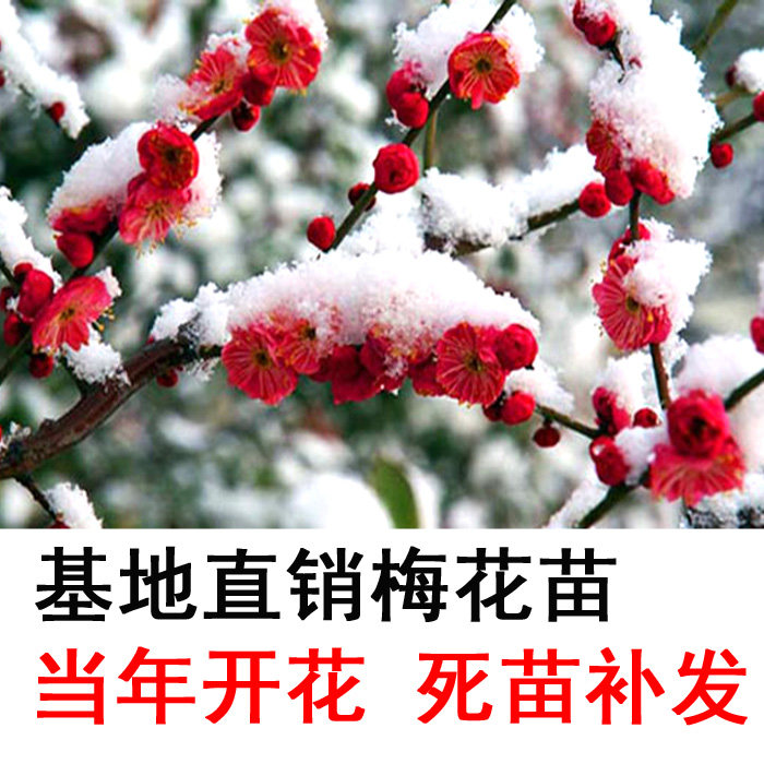红梅花树苗素心腊梅嫁接原生庭院地栽阳台盆栽冬季耐寒花卉浓香型